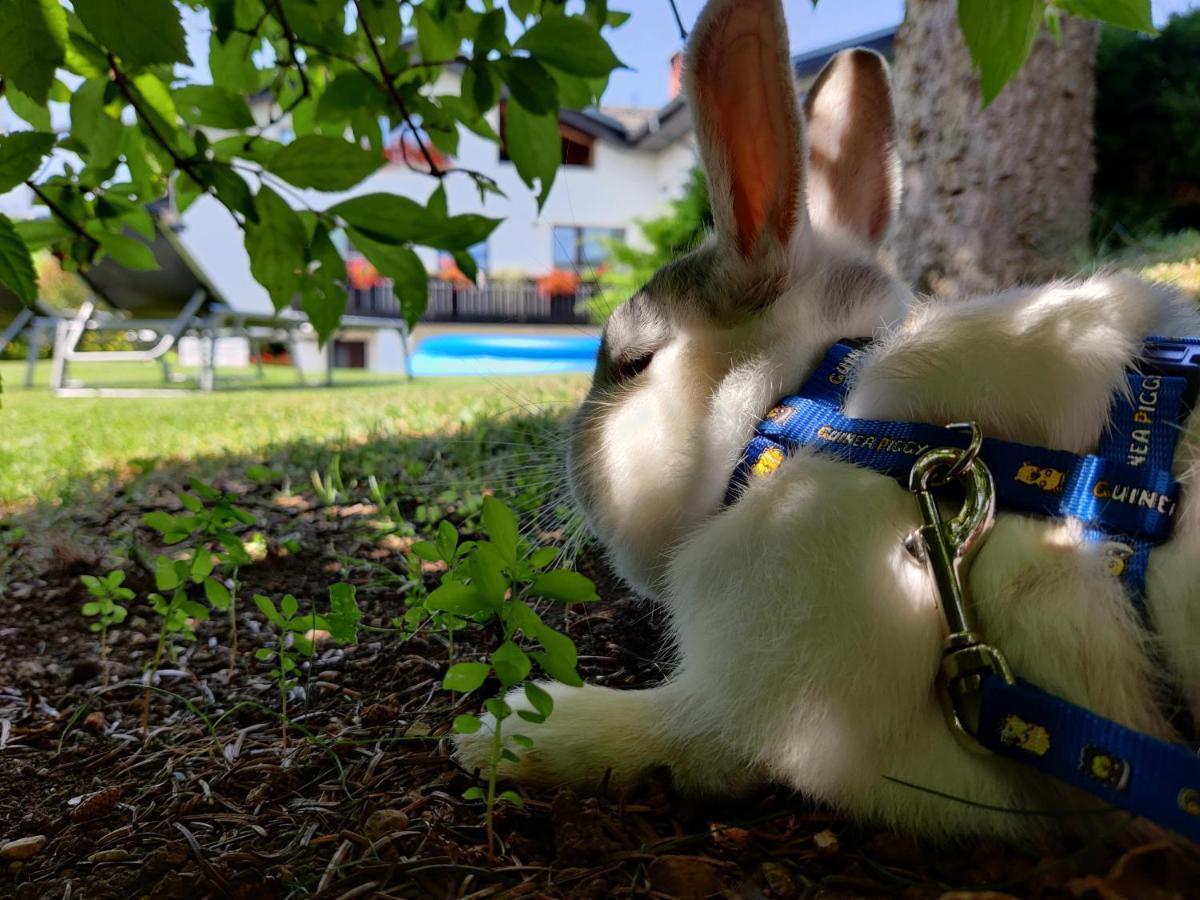 Garden Apartments Jansa ラドヴリツァ エクステリア 写真